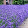 Levanda, tikroji ,,Munstead,, /lavandula angustifolia/ - P9 kont.