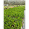 Tūja, rietumu ,,Smaragd,, /thuja occidentalis/ -15-25cm,  P9 kont.