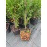 Tūja, rietumu ,,Smaragd,, /thuja occidentalis/ -15-25cm,  P9 kont.