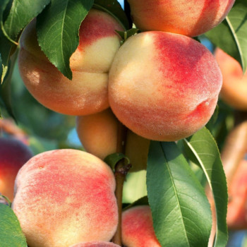 Persiks ,,Record,, /prunus...