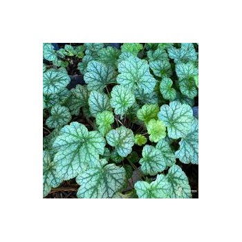 Heihēra 'Dale' /Heuchera americana/ - C3 kont.