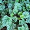 Heihēra 'Dale' /Heuchera americana/ - C3 kont.