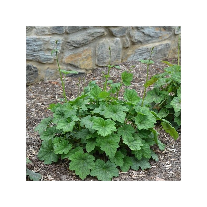Heihēra 'Dale' /Heuchera americana/ - C3 kont.