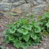 Heihēra 'Dale' /Heuchera americana/ - C3 kont.