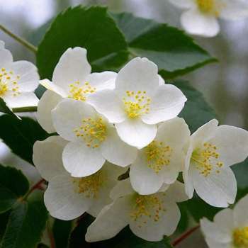 Filadelfs - jasmīns "Kalina" /Philadelphus/- C2,5 kont.