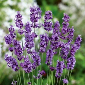 Levanda, tikroji ,,Munstead,, /lavandula angustifolia/ - P9 kont.