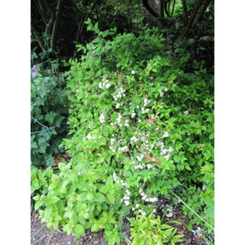 Filadelfs ‘Manteau d’Hermine’ — šķirnes foto 1