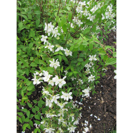 Filadelfs ‘Mont Blanc’ — šķirnes foto 1