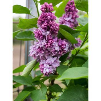 Hiacinšziedu ceriņš ‘Lavender Lady’ — šķirnes foto 2