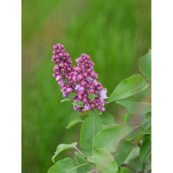 Hiacinšziedu ceriņš ‘Lavender Lady’ — šķirnes foto 3