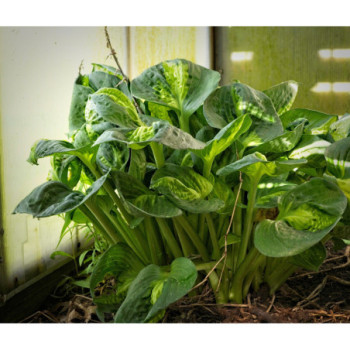 Hosta ‘Sunset Grooves’ — šķirnes foto 1