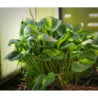 Hosta ‘Sunset Grooves’ — šķirnes foto 1