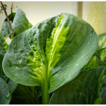 Hosta ‘Sunset Grooves’ — šķirnes foto 2