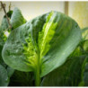 Hosta ‘Sunset Grooves’ — šķirnes foto 2
