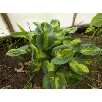 Hosta ‘Sunset Grooves’ — šķirnes foto 3
