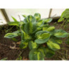 Hosta ‘Sunset Grooves’ — šķirnes foto 3