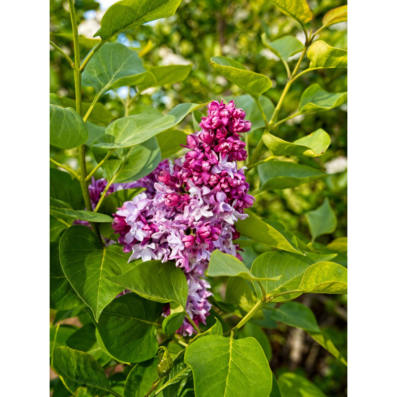 Hiacinšziedu ceriņš ‘Lavender Lady’ – P9 kont. (iepriekšpārdošana)