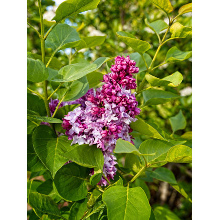 Hiacinšziedu ceriņš ‘Lavender Lady’ – P9 kont. (iepriekšpārdošana)