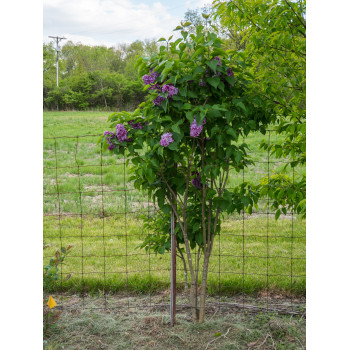 Hiacinšziedu ceriņš ‘Lavender Lady’ – P9 kont. (iepriekšpārdošana)