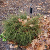 Tūja, milzu ‘Whipcord’ /Thuja plicata/ – P10.5 kont. (iepriekšpārdošana)