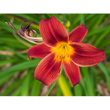 Dienziede ‘Little Tyke’ –...