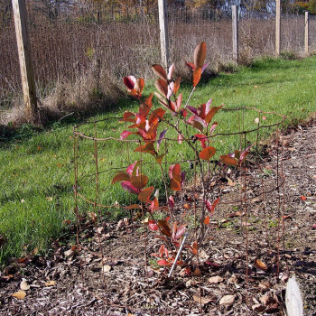 Aronija, melnaugļu ‘Viking’ /Aronia × prunifolia/ – P9 kont. (iepriekšpārdošana)