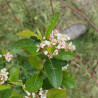 Aronija, melnaugļu ‘Viking’ /Aronia × prunifolia/ – P9 kont. (iepriekšpārdošana)