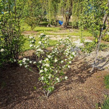Aronija, melnaugļu ‘Viking’ /Aronia × prunifolia/ – P9 kont. (iepriekšpārdošana)