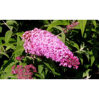 Budleja ‘Pink Delight’ – P9 kont. (iepriekšpārdošana)