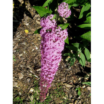 Budleja ‘Pink Delight’ — šķirnes foto