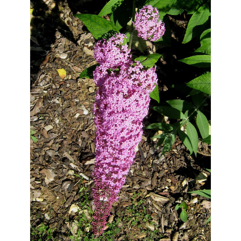 Budleja ‘Pink Delight’ — šķirnes foto
