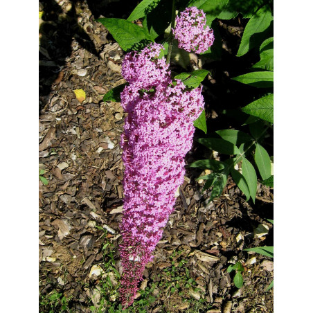 Budleja ‘Pink Delight’ — šķirnes foto
