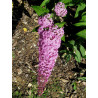 Budleja ‘Pink Delight’ — šķirnes foto