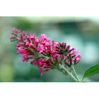 Budleja ‘Pink Delight’ – P9 kont. (iepriekšpārdošana)