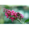 Budleja ‘Pink Delight’ – P9 kont. (iepriekšpārdošana)