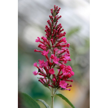 Budleja ‘Pink Delight’ – P9 kont. (iepriekšpārdošana)
