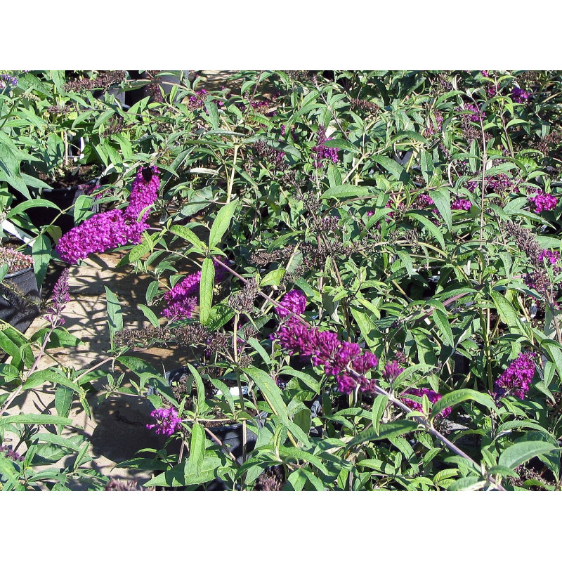 Dāvida budleja ‘Royal Red’ — šķirnes foto
