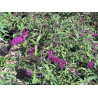 Dāvida budleja ‘Royal Red’ — šķirnes foto