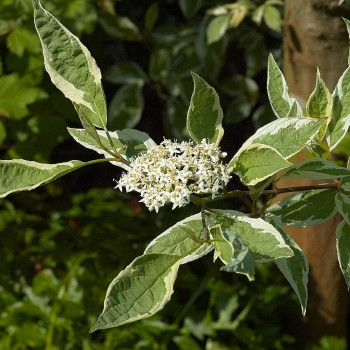 Grimonis, baltais ‘Elegantissima’ /Cornus alba/ – P9 kont. (iepriekšpārdošana)