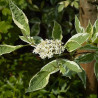 Grimonis, baltais ‘Elegantissima’ /Cornus alba/ – P9 kont. (iepriekšpārdošana)