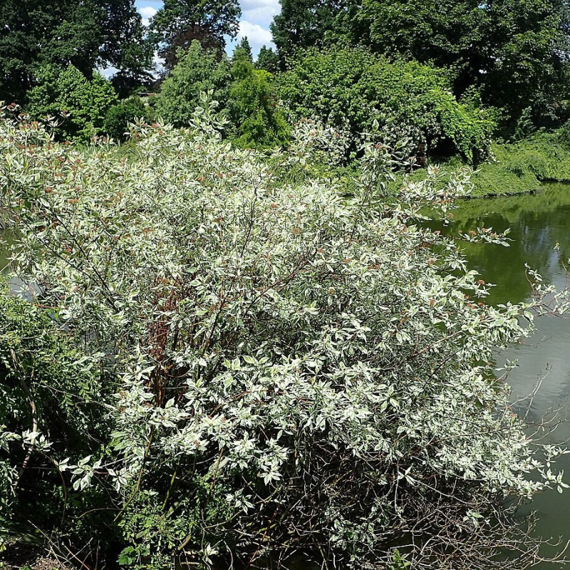 Baltais grimonis ‘Elegantissima’ — šķirnes foto
