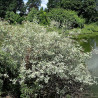 Baltais grimonis ‘Elegantissima’ — šķirnes foto