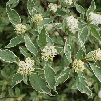 Grimonis, baltais ‘Elegantissima’ /Cornus alba/ – P9 kont. (iepriekšpārdošana)