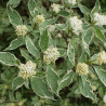 Grimonis, baltais ‘Elegantissima’ /Cornus alba/ – P9 kont. (iepriekšpārdošana)