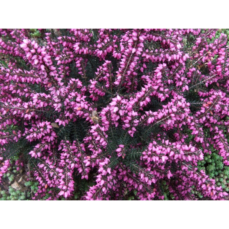 Dārbišīras ērika ‘Kramer’s Rote’ — šķirnes foto