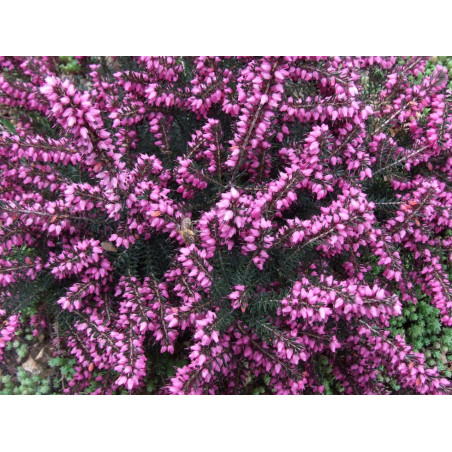 Dārbišīras ērika ‘Kramer’s Rote’ — šķirnes foto