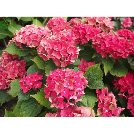 Liellapu hortenzija ‘Hot Red’® — šķirnes foto