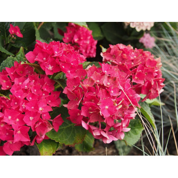 Liellapu hortenzija ‘Hot Red’® – P12 kont. (iepriekšpārdošana)