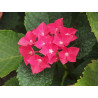 Liellapu hortenzija ‘Hot Red’® – P12 kont. (iepriekšpārdošana)
