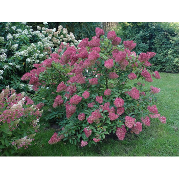 Skarainā hortenzija ‘Sundae Fraise’® — šķirnes foto
